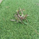 Removing Weeds from Artificial Grass