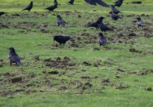crows destroying grass lawn eating chafer beatle 