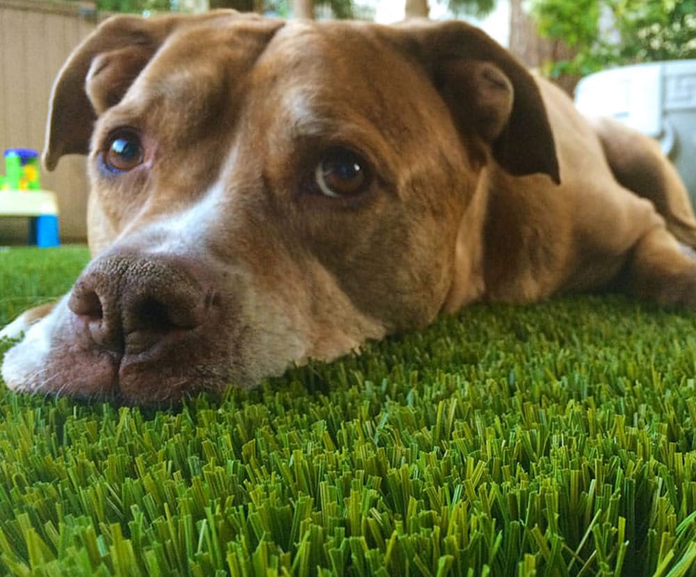 Deodorize Artificial Grass to Remove Pet Odours