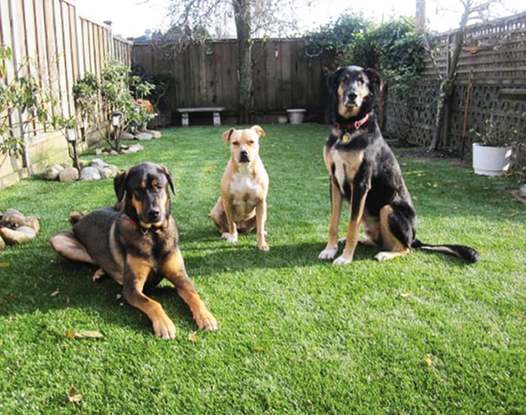 three dogs sitting on artificial grass lawn in backyard of residential town home
