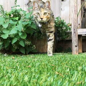 close up photo of pet cat walking on artificial grass outdoors