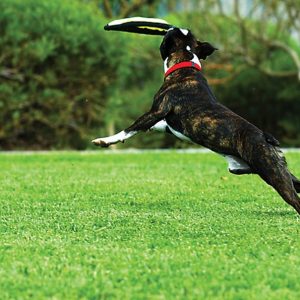 dog catching frisbee on artificial grass lawn