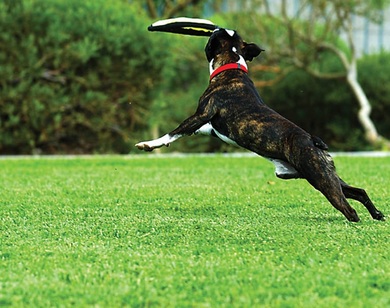 dog catching frisbee on artificial grass lawn