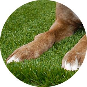 dog paws resting on artificial grass