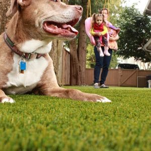 children and dog playing on artificial grass lawn in residential backyard