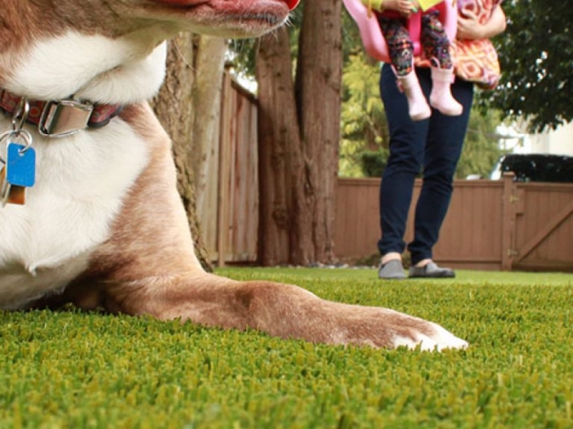 bella-turf-pet-friendly-artificial-turf-grass-fake-plastic-grass-from-bella-turf-canada-new-grass-products-2019_0003_img