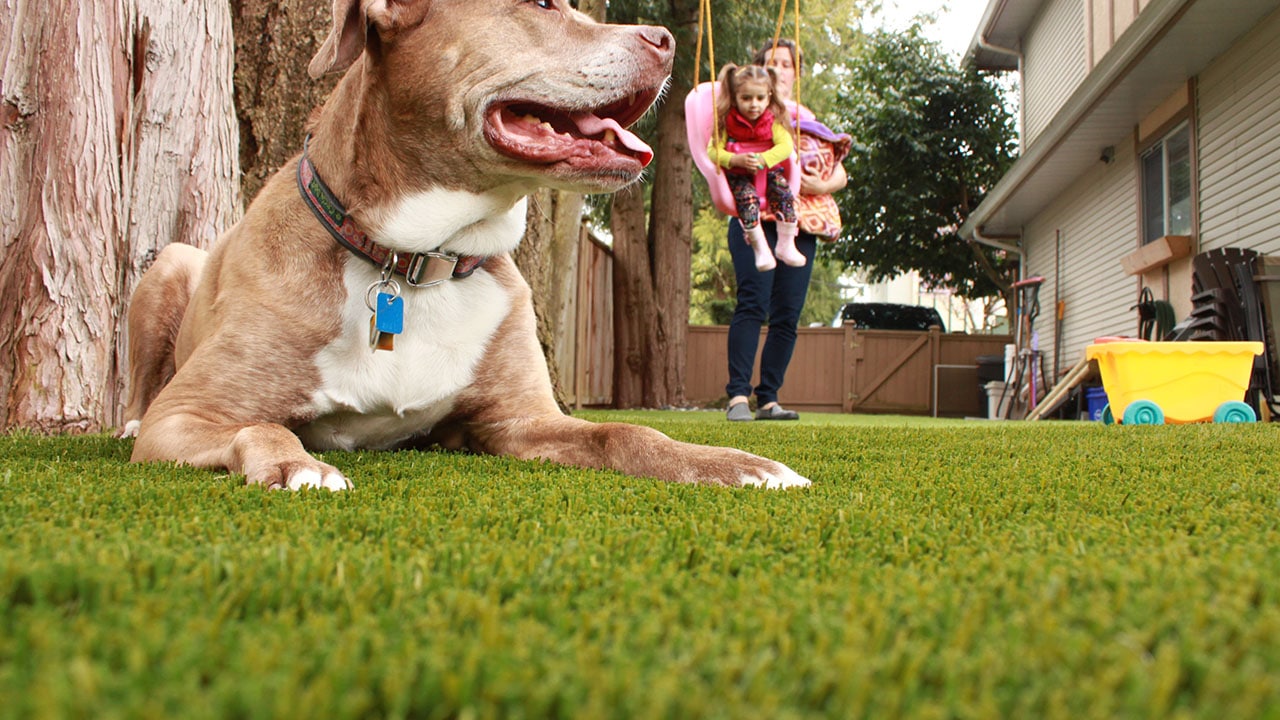 Artificial grass with dog