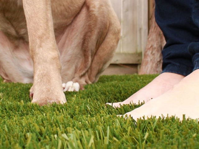 bella-turf-pet-friendly-artificial-turf-grass-fake-plastic-grass-from-bella-turf-canada-new-grass-products-2019_0004_img