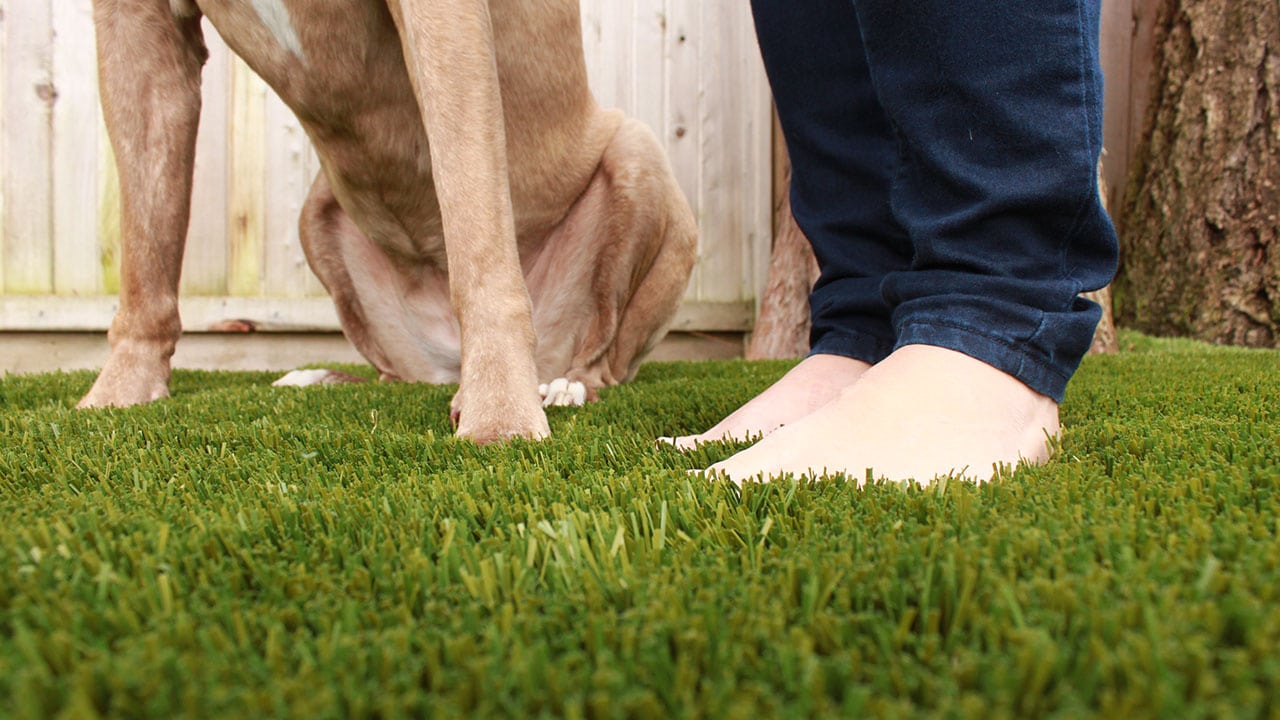 bella-turf-pet-friendly-artificial-turf-grass-fake-plastic-grass-from-bella-turf-canada-new-grass-products-2019_0004_img