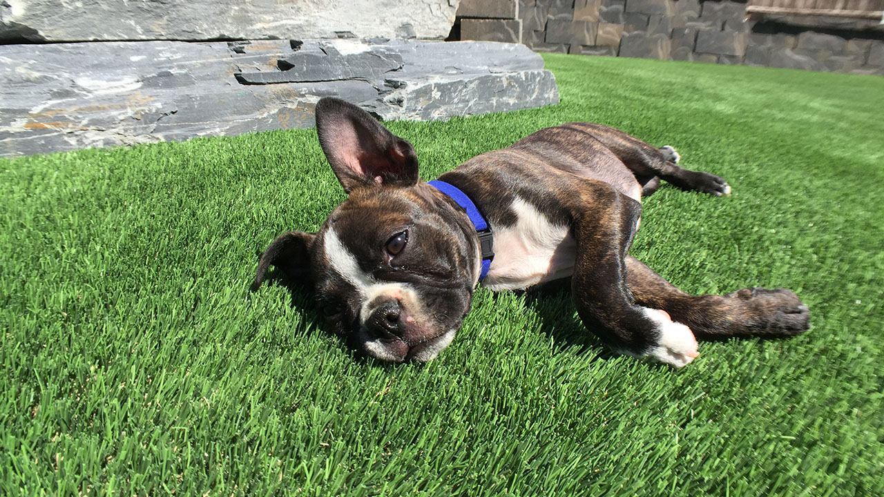 bella-turf-pet-friendly-artificial-turf-grass-fake-plastic-grass-from-bella-turf-canada-new-grass-products-2019_0009_img