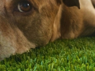 bella-turf-pet-friendly-artificial-turf-grass-fake-plastic-grass-from-bella-turf-canada-new-grass-products-2019_0012_201