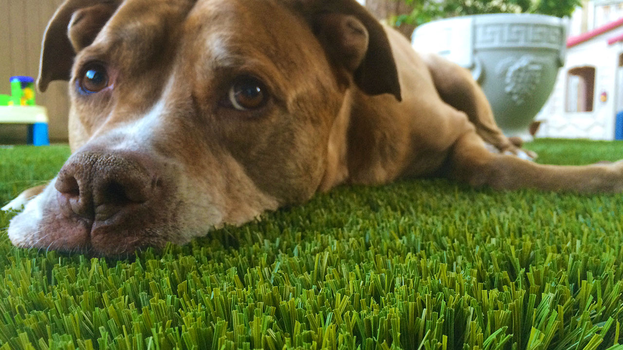 bella-turf-pet-friendly-artificial-turf-grass-fake-plastic-grass-from-bella-turf-canada-new-grass-products-2019_0012_201