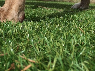 bella-turf-pet-friendly-artificial-turf-grass-fake-plastic-grass-from-bella-turf-canada-new-grass-products-2019_0013_201