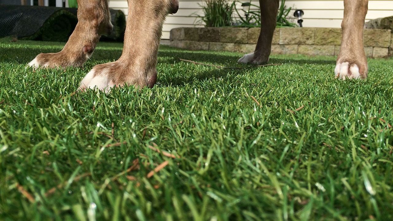 bella-turf-pet-friendly-artificial-turf-grass-fake-plastic-grass-from-bella-turf-canada-new-grass-products-2019_0013_201