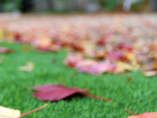 landscapes-bella-turf-new-artificial-grass-for-canada-photos-2019-_0011_fall-focus
