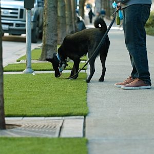 dog sniffing artificial grass