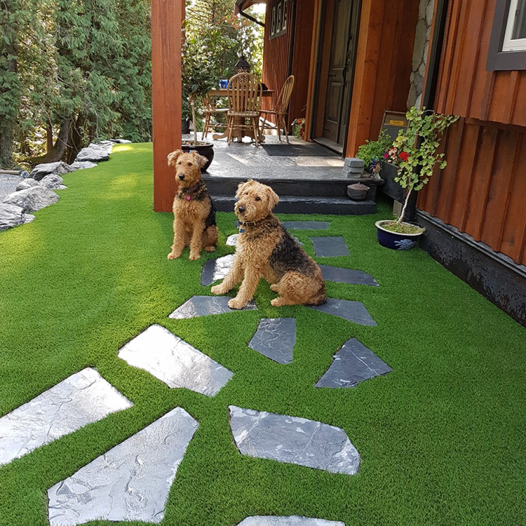 Dogs enjoying Artificial Grass backyard landscape