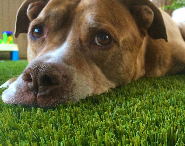 dog laying on artificial turf