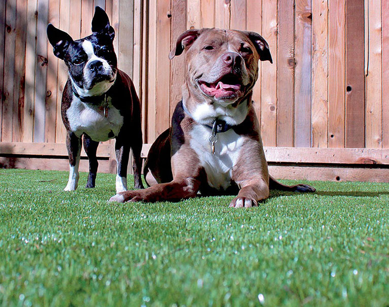 dogs playing on artificial grass in a backyard