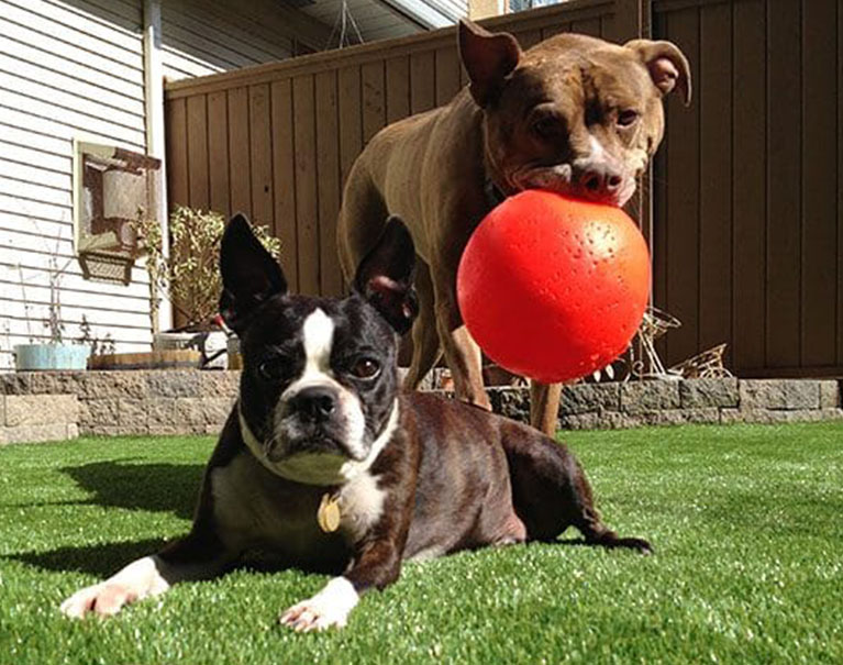 dogs playing with ball in a backyard with artificial grass lawn