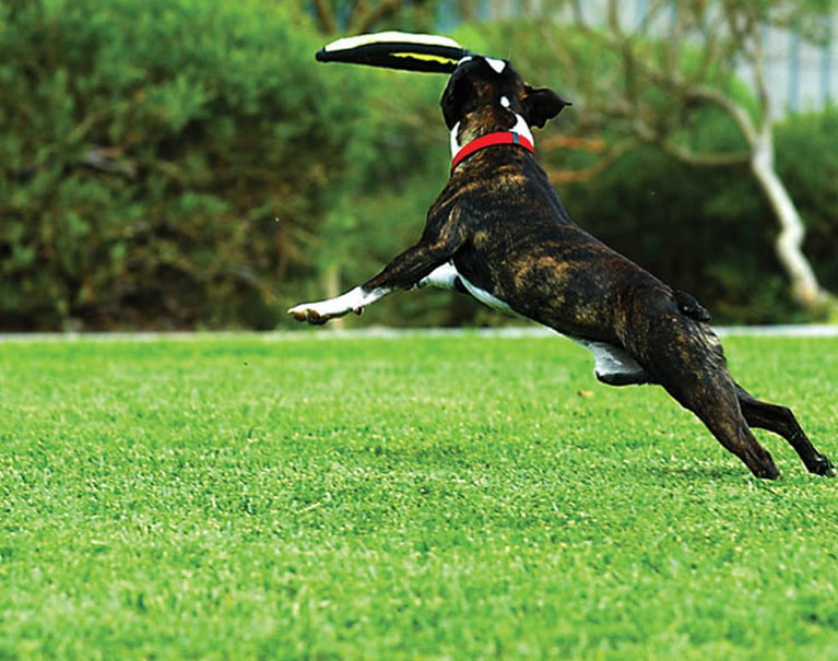 dog playing catch on fake grass lawn