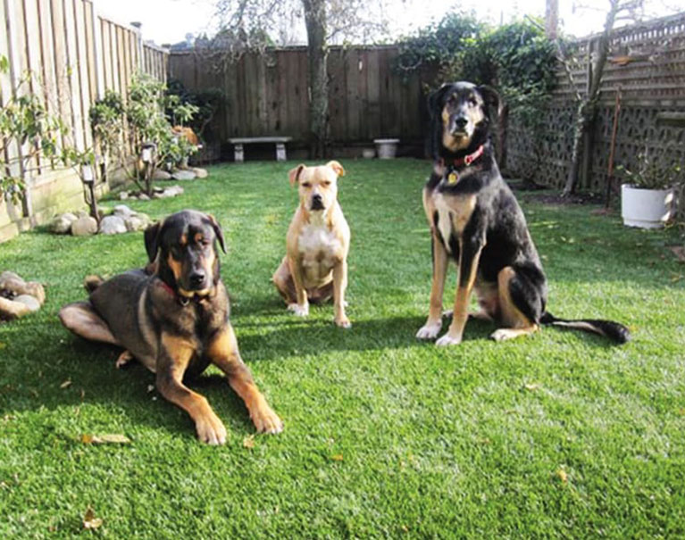 3 dogs sitting on artificial grass in backyard