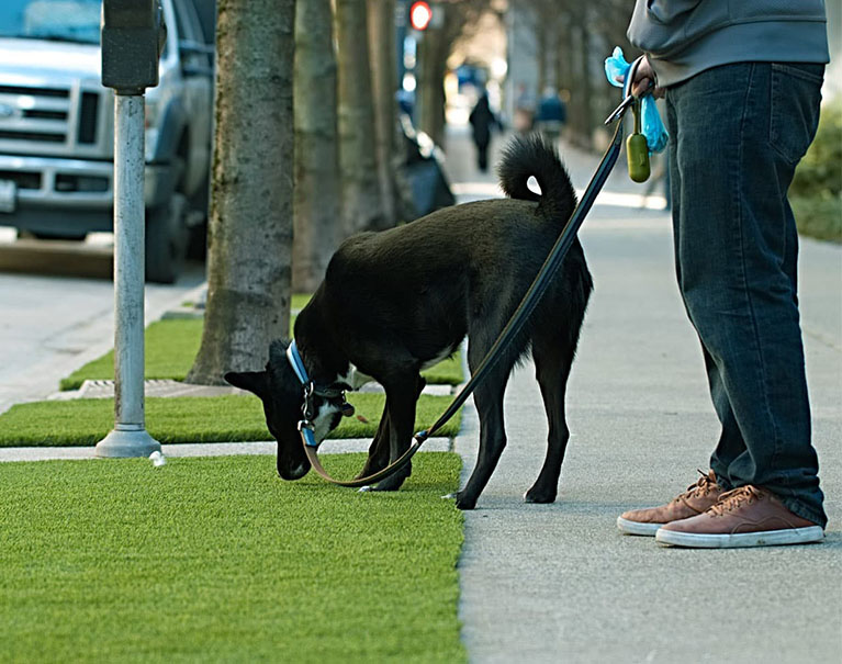 dog sniffing astro turf on side of side walk street